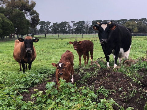 Torquay Farmstay Studio Truck - Tourism Caloundra 2