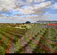 1837 Barossa Luxury Vineyard Cottages - Tourism Caloundra