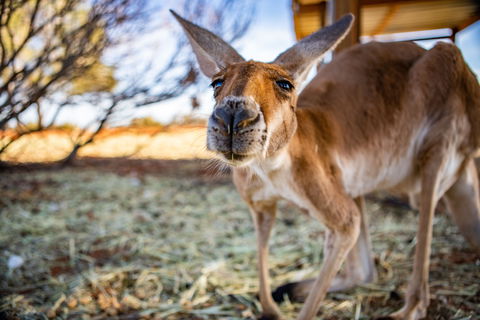 Erldunda Roadhouse - Tourism Caloundra 2