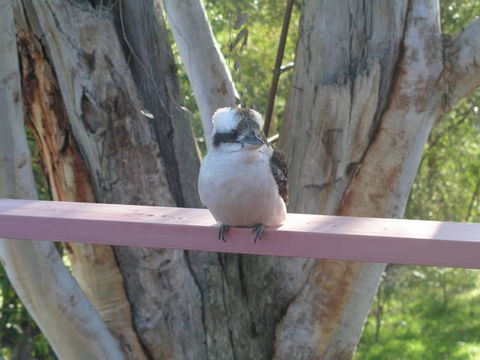 Kookaburra Dreaming - Tourism Caloundra 0