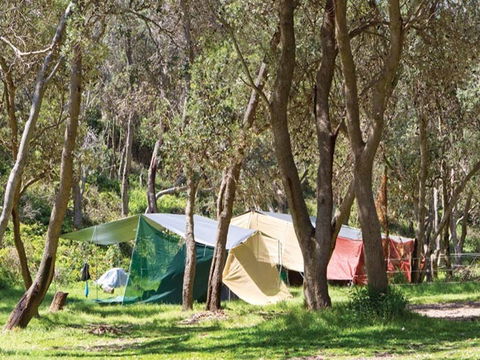 Pebbly Beach Campground - Yuraygir National Park - Tourism Caloundra 1
