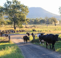 Tommerups Dairy Farmstay - Tourism Caloundra