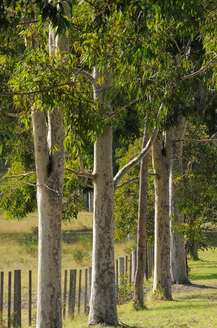 Stringybark Cottages - Tourism Caloundra 0