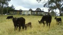 Bumblebrook Farm Motel - Tourism Caloundra 1
