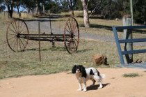 Bumblebrook Farm Motel - Tourism Caloundra 5