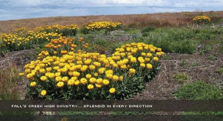 Alpine View Apartments - Tourism Caloundra 0