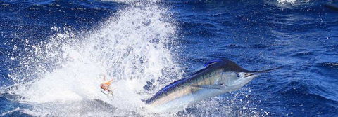 True Blue Fishing Charters - Tourism Caloundra 6
