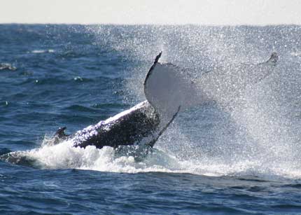  Tourism Caloundra