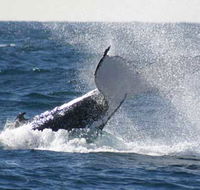 Whale Watching Sydney - Tourism Caloundra