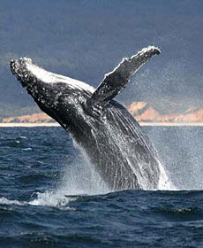 Whale Watching Sydney - Tourism Caloundra 2