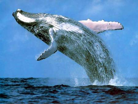 Whale Watching Sydney - Tourism Caloundra 3