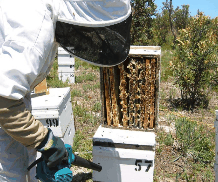 The House of Honey - Tourism Caloundra