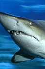 The Aquarium Of Western Australia - Tourism Caloundra 2