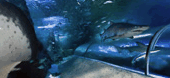 The Aquarium Of Western Australia - Tourism Caloundra 3