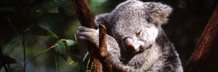 Koala and River Cruise by Mirimar Cruises - Tourism Caloundra