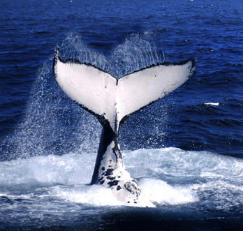 Brisbane Whale Watching - Tourism Caloundra