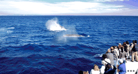 Brisbane Whale Watching - Tourism Caloundra 1