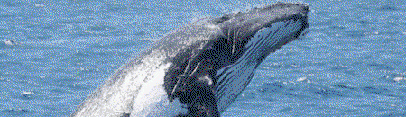 Brisbane Whale Watching - Tourism Caloundra 2
