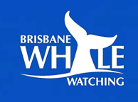 Brisbane Whale Watching - Tourism Caloundra 3