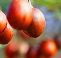Tropical Fruit World - Tourism Caloundra