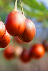 Tropical Fruit World - Tourism Caloundra 0