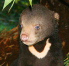 Perth Zoo - Tourism Caloundra