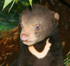 Perth Zoo - Tourism Caloundra 0