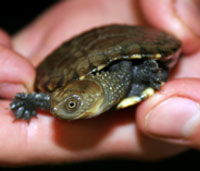 Perth Zoo - Tourism Caloundra 1