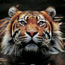 Perth Zoo - Tourism Caloundra 2