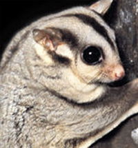 Perth Zoo - Tourism Caloundra 3