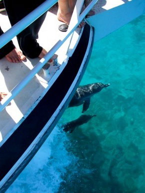 Pelican Charters - Tourism Caloundra 0