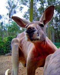 Birdland Animal Park - Tourism Caloundra 3