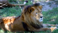 Mogo Zoo - Tourism Caloundra 1