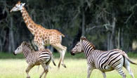 Mogo Zoo - Tourism Caloundra 2