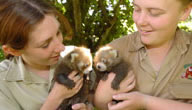 Mogo Zoo - Tourism Caloundra 3