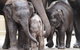 Taronga Zoo - thumb 1