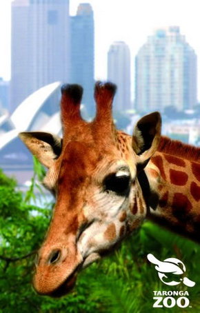 Taronga Zoo - Tourism Caloundra 3