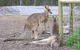 Jirrahlinga Koala & Wildlife Sanctuary - thumb 0
