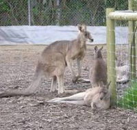 Jirrahlinga Koala  Wildlife Sanctuary - Tourism Caloundra