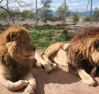 Mansfield Zoo - Tourism Caloundra