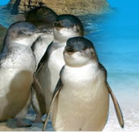 Phillip Island Penguin Parade - Tourism Caloundra