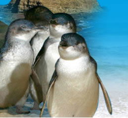 Phillip Island Penguin Parade - Tourism Caloundra 0
