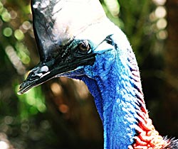 Alma Park Zoo - Tourism Caloundra 0