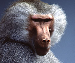 Alma Park Zoo - Tourism Caloundra 1