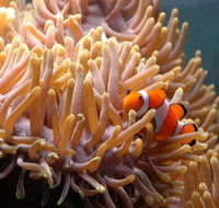 Reef HQ Great Barrier Reef Aquarium - Tourism Caloundra