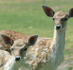 Marapana Wildlife Park - Tourism Caloundra