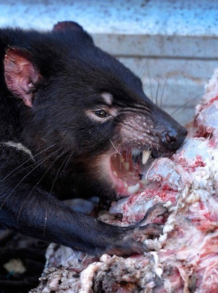 Peel Zoo - Tourism Caloundra 2