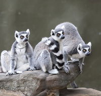 Adelaide Zoo - Tourism Caloundra