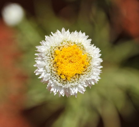 Alice Springs Desert Park - Tourism Caloundra 1