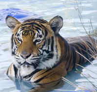 Zoo Doo Wildlife Park - Tourism Caloundra